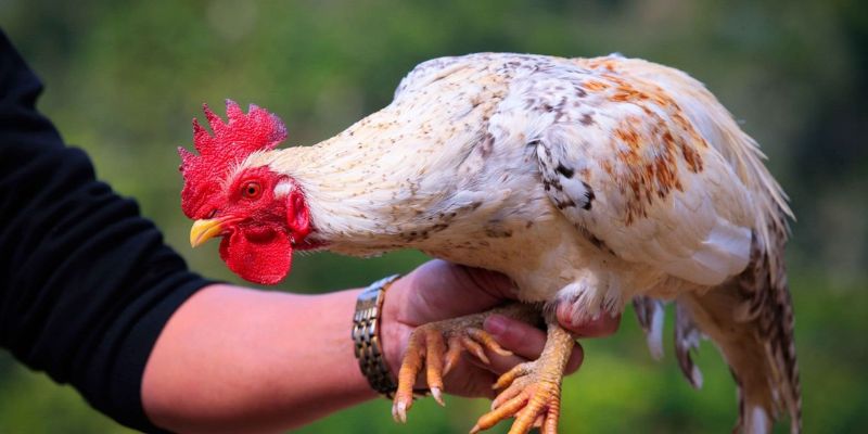 Tập luyện điều độ đan xen nghỉ ngơi