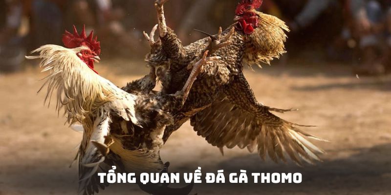 Tổng quan chung một vài thông tin về đấu gà thomo