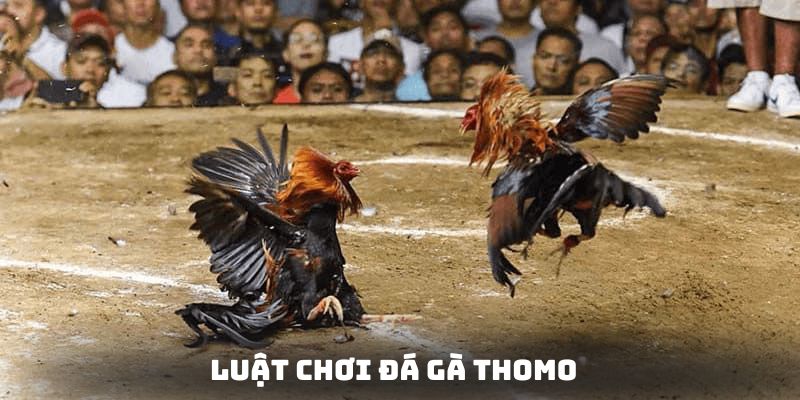 Chia sẻ chi tiết về luật chơi và các quy tắc trong chọi gà thomo