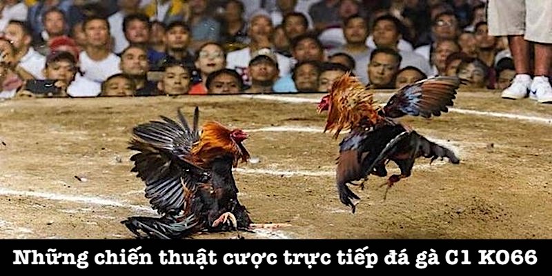 Chiến thuật cược đá gà C1 tại KO66