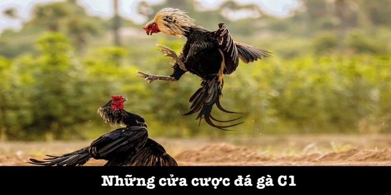 Kèo cược trực tiếp đá gà C1
