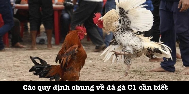Quy tắc chi tiết trực tiếp đá gà C1